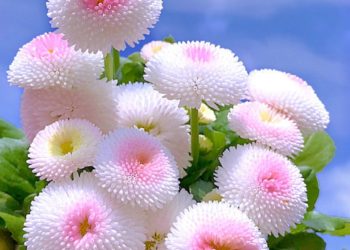 ابھی سورج نہیں ڈوبا،  ذرا شام ہونے دو