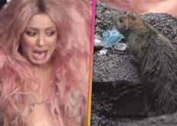 شکیرا پر چوہے کا حملہ ، گلوکارہ کے بھاگنے کی ویڈیو وائرل