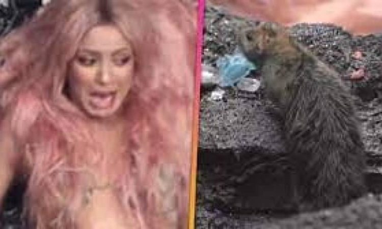 شکیرا پر چوہے کا حملہ ، گلوکارہ کے بھاگنے کی ویڈیو وائرل