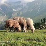 کوہستان تصویر وائرل: لڑکی کے قتل میں مطلوب 3 ملزمان گرفتار