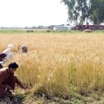 حکومت اپنی مقرر کردہ امدادی قیمت پر گندم کی خریداری یقینی بنائے.چیئرمین کسان اتحاد