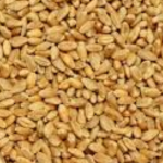 کے پے کے گوداموں میں 10 ارب کی گندم خراب ہونے کا انکشاف۔زرائع